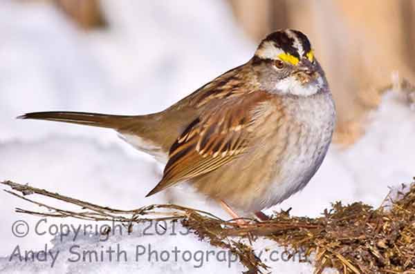 White-throated Sparrow